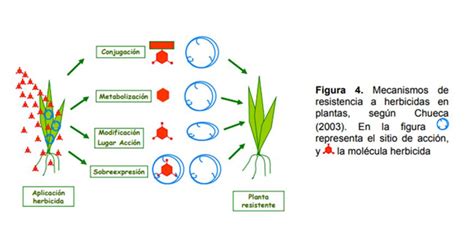 Infografía mostrando la rotación de modos de acción de herbicidas para prevenir la resistencia.