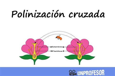Infografía sobre la polinización cruzada: dos variedades diferentes de manzanos y el papel de las abejas