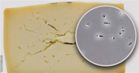 Esquema de la hinchazón tardía en queso, mostrando burbujas y grietas