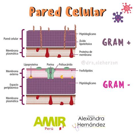 Diagrama simplificado del ataque de la lisozima a la pared celular bacteriana