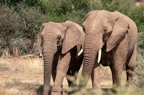 Elefantes africanos alimentándose en la sabana, con infografía de su diversa dieta