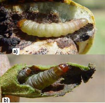Gusano del barrenador de la nuez (Cydia pomonella) dentro de una nuez, mostrando el daño causado al fruto.