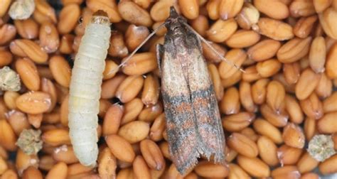 Polilla de la fruta seca (Plodia interpunctella) adulta, con alas características, posada sobre un fruto seco.