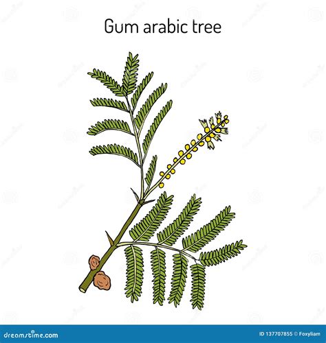 Ilustración del árbol Acacia senegal y la recolección de goma arábiga