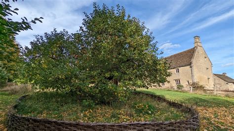 Fotografía del manzano de Woolsthorpe Manor.