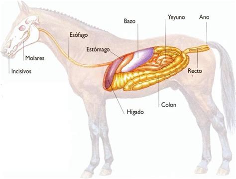 Esquema del sistema digestivo equino