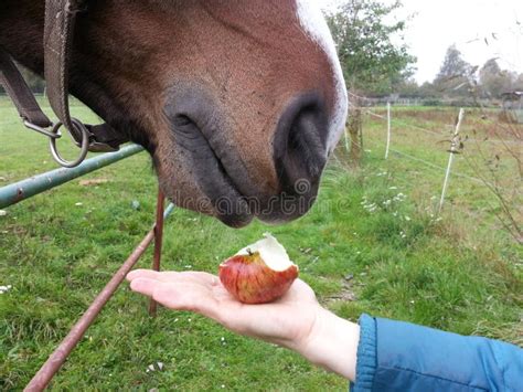 Caballo comiendo una manzana cortada