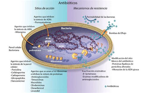Esquema de la propagación de resistencia a antibióticos en sistemas acuícolas