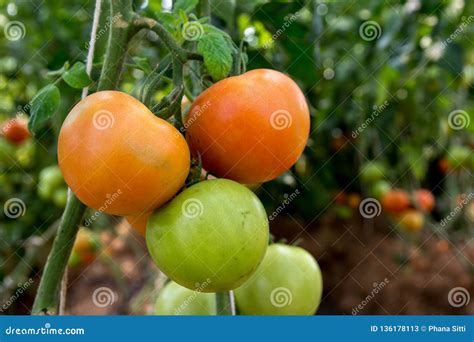 Imagen de tomates maduros en una rama