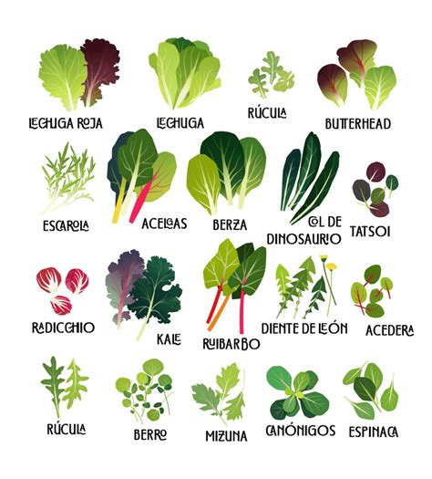Ilustración con varios tipos de verduras de hoja, raíz y tallo