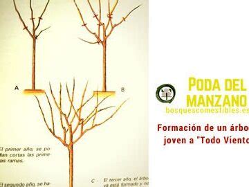 Esquema de un manzano joven mostrando la poda de ramas bajas y entrecruzadas para la formación inicial.