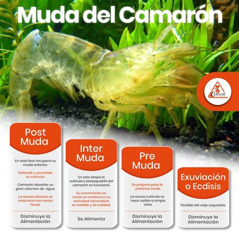 Infografía explicando el proceso de muda de los camarones y sus características como decápodos