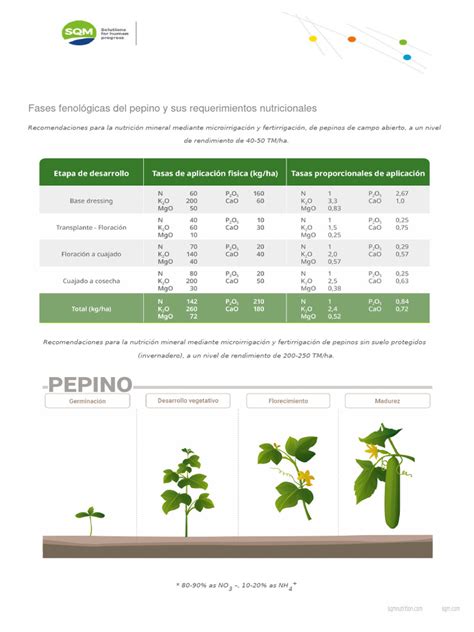 Tabla o infografía de las fases de crecimiento del zapallo y sus requerimientos nutricionales