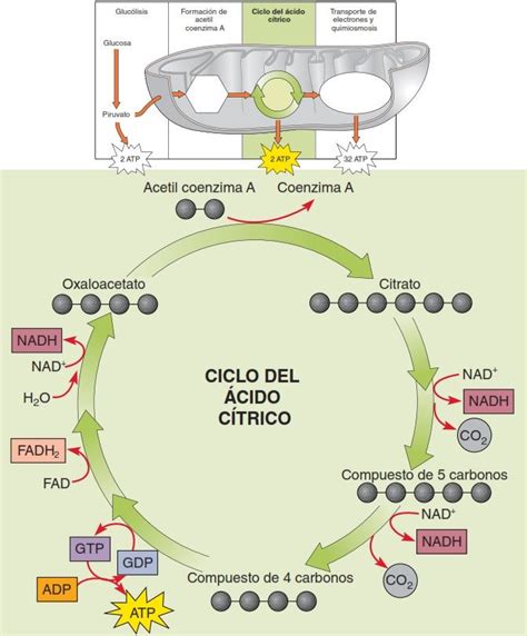Esquema que muestra cómo el ácido cítrico actúa como antioxidante y regulador de pH en tejidos vegetales