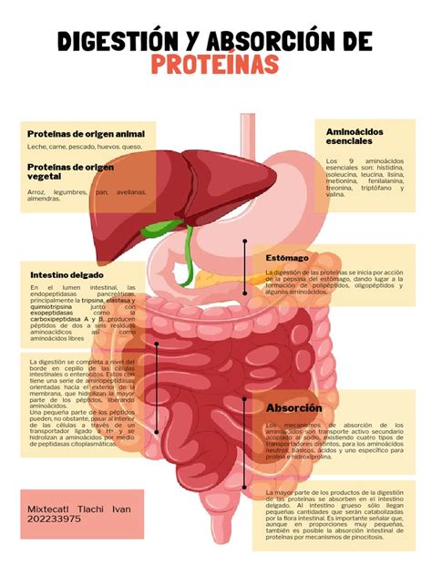 Esquema de absorción de proteínas: gráfico que muestra la curva de liberación rápida del aislado frente a la liberación sostenida de la caseína.