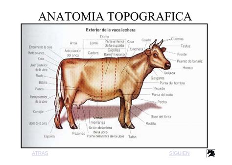 Esquema anatómico de un bovino de carne con las partes señaladas