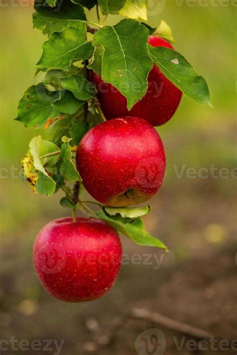 Manzanas frescas listas para cocinar en Varoma