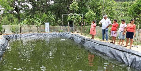 Esquema de una piscicultura de flujo continuo mostrando la entrada de agua, las unidades de incubación y el sistema de filtrado previo.