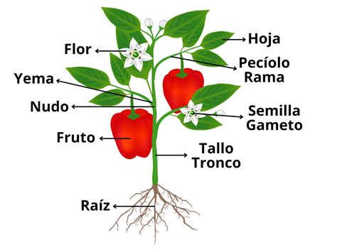 Esquema de las partes de la planta de berenjena