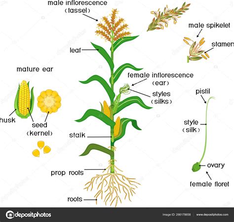 Esquema de una planta de maíz forrajero con sus partes principales