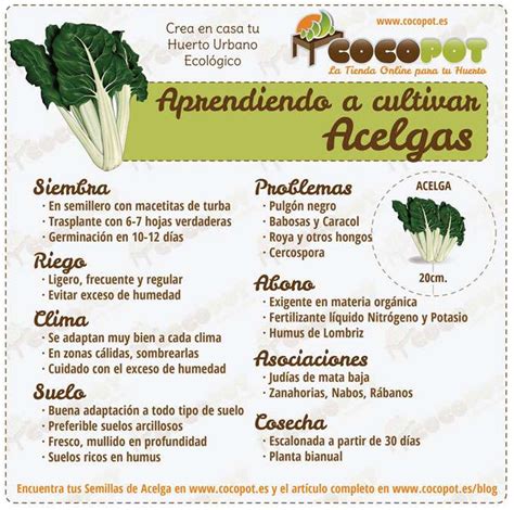 Esquema de siembra de acelgas, profundidad y espaciado