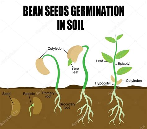 Esquema de las etapas de germinación de una semilla de frijol