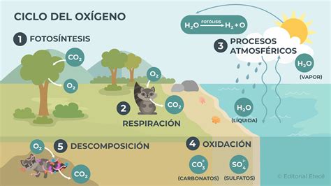 Esquema de los mecanismos de daño en peces: obstrucción branquial, consumo de oxígeno e irritación por toxinas.