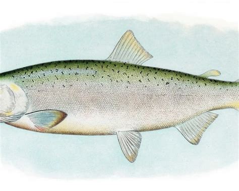 Esquema de las especies de salmón del Pacífico en el río Skeena