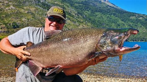 Salmón Chinook de gran tamaño en el Lago Ontario