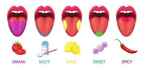 Ilustración de las papilas gustativas detectando el sabor umami