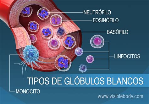 Representación de glóbulos blancos y el proceso de inflamación