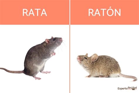 infografía comparativa destacando las diferencias físicas entre ratas y ratones
