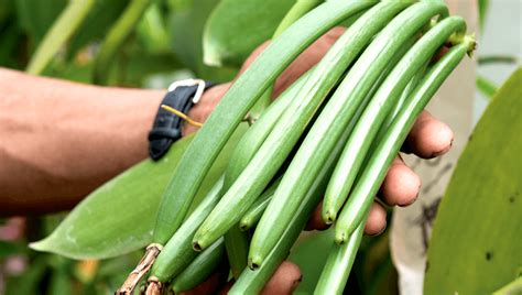 Esquema del proceso de transformación de la vaina verde de la orquídea en vainilla aromática mediante fermentación y secado.