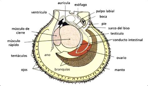 Anatomía interna de un molusco bivalvo con sus dos valvas