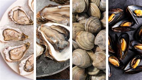 Variedad de moluscos bivalvos: almejas, mejillones, ostras, berberechos, coquinas