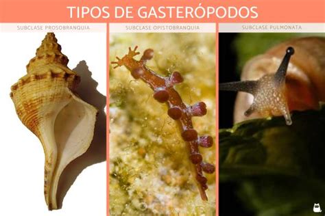 Moluscos gasterópodos con una concha: lapa, bígaro, cañailla