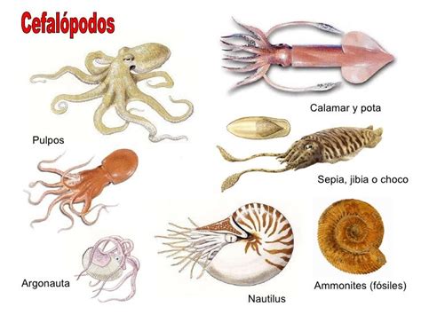 Ejemplos de moluscos cefalópodos: pulpo, calamar, sepia