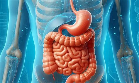 Esquema visual sobre el funcionamiento del tránsito intestinal y la importancia de la hidratación y la fibra