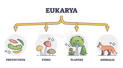 Esquema filogenético del dominio Eukarya destacando la posición del Reino Fungi y su relación con otros grupos eucariotas.