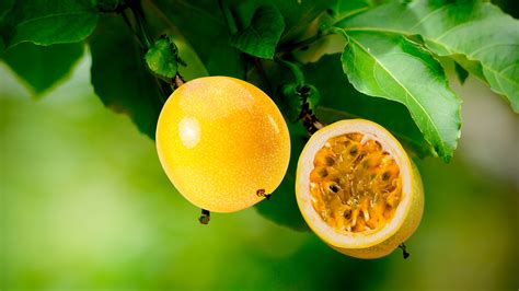 Esquema de las propiedades nutricionales y origen del maracuyá