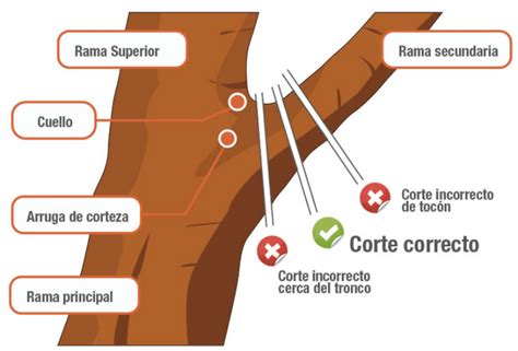Diagrama de un corte correcto de poda sobre un brote y un corte incorrecto