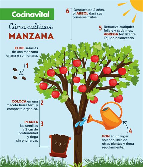 Esquema de un manzano mostrando la