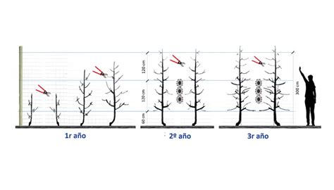 Diagrama de un manzano en forma de Fuseto con su eje central y ramas en espiral