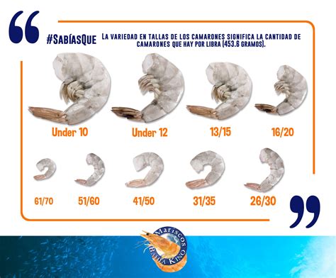 Comparativa visual de diferentes tamaños de camarones y sus precios aproximados