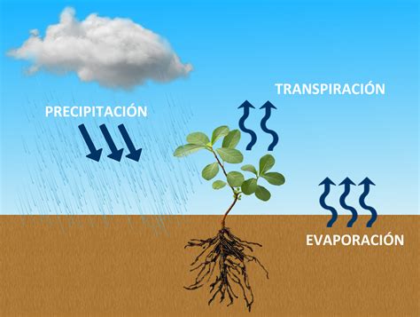Gráfico de precipitaciones y evapotranspiración durante el ciclo de cultivo