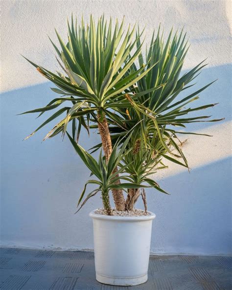 Trasplante de Yucca elephantipes en maceta grande con buen drenaje