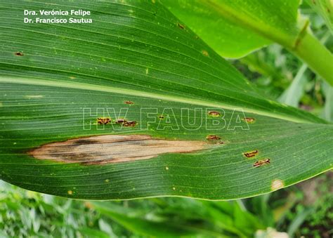 Síntomas típicos del Tizón Folíar del Maíz Septentrional (NCLB) en hojas