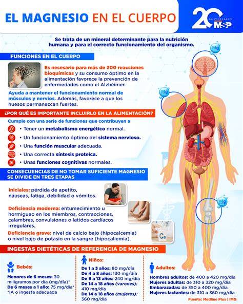 infografía sobre los beneficios del magnesio en el cuerpo