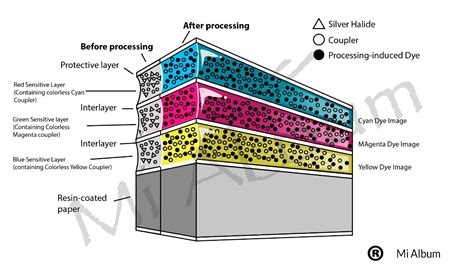 Ilustración mostrando cómo la gelatina encapsula haluros de plata o absorbe tinta