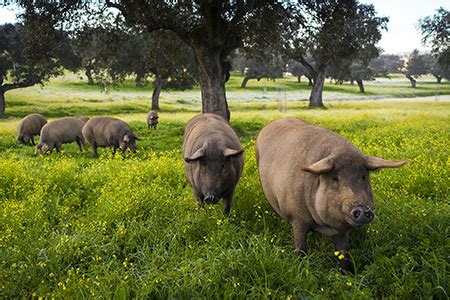 Cerdo ibérico pastando en una dehesa